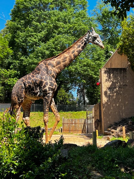 Giraffe at the Greenville Zoo
